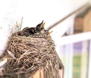 Preview wallpaper birds, chicks, nest, beak