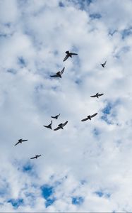 Preview wallpaper birds, clouds, sky