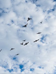 Preview wallpaper birds, clouds, sky
