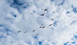 Preview wallpaper birds, clouds, sky