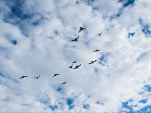 Preview wallpaper birds, clouds, sky