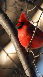 Preview wallpaper birds, color, branch, sky