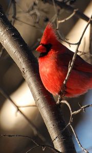 Preview wallpaper birds, color, branch, sky