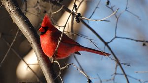 Preview wallpaper birds, color, branch, sky