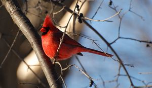 Preview wallpaper birds, color, branch, sky