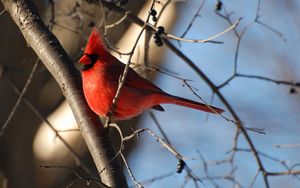 Preview wallpaper birds, color, branch, sky