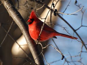 Preview wallpaper birds, color, branch, sky