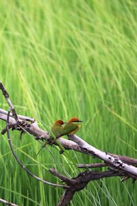 Preview wallpaper birds, color, branch, tree, grass, flock, sit