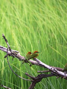 Preview wallpaper birds, color, branch, tree, grass, flock, sit