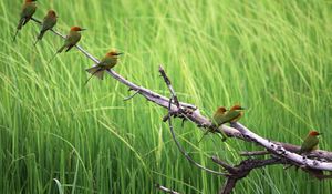 Preview wallpaper birds, color, branch, tree, grass, flock, sit