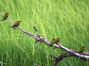 Preview wallpaper birds, color, branch, tree, grass, flock, sit