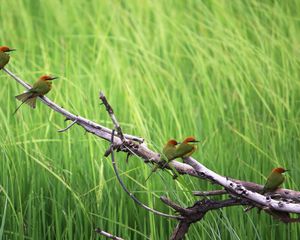 Preview wallpaper birds, color, branch, tree, grass, flock, sit