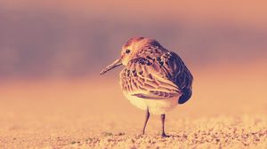 Preview wallpaper birds, color, feathers, sit