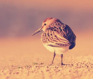 Preview wallpaper birds, color, feathers, sit