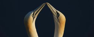 Preview wallpaper birds, couple, beak