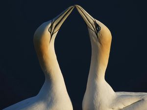 Preview wallpaper birds, couple, beak