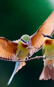 Preview wallpaper birds, couple, branch, wings, flap