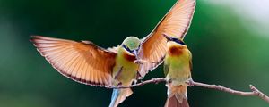 Preview wallpaper birds, couple, branch, wings, flap