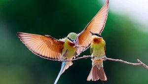 Preview wallpaper birds, couple, branch, wings, flap