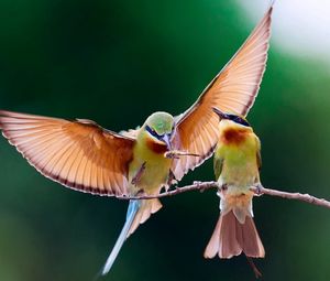 Preview wallpaper birds, couple, branch, wings, flap