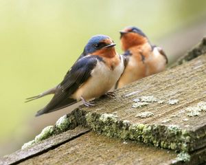 Preview wallpaper birds, couple, caring