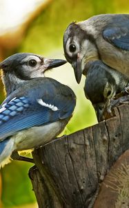 Preview wallpaper birds, couple, caring, family, tree stump
