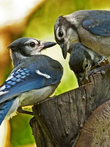 Preview wallpaper birds, couple, caring, family, tree stump