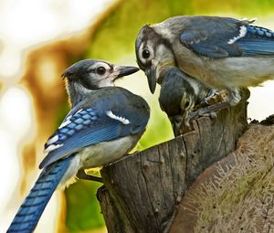 Preview wallpaper birds, couple, caring, family, tree stump