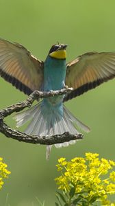 Preview wallpaper birds, couple, wings, flap, branch, flower