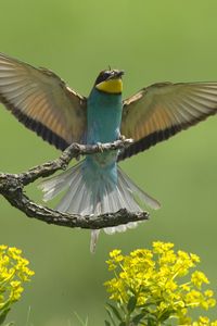 Preview wallpaper birds, couple, wings, flap, branch, flower