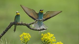 Preview wallpaper birds, couple, wings, flap, branch, flower