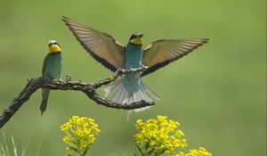 Preview wallpaper birds, couple, wings, flap, branch, flower