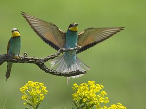 Preview wallpaper birds, couple, wings, flap, branch, flower