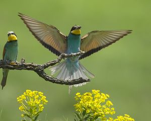 Preview wallpaper birds, couple, wings, flap, branch, flower