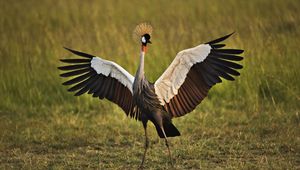 Preview wallpaper birds, cranes, grass, feathers, color