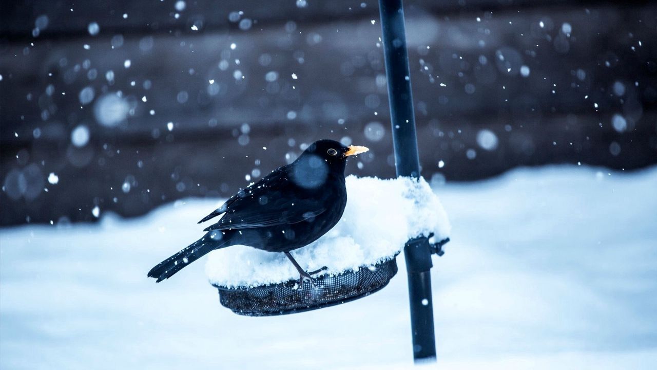 Wallpaper birds, crow, snow, winter