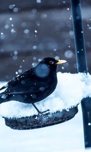 Preview wallpaper birds, crow, snow, winter