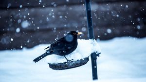 Preview wallpaper birds, crow, snow, winter