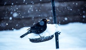 Preview wallpaper birds, crow, snow, winter