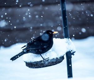 Preview wallpaper birds, crow, snow, winter