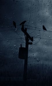 Preview wallpaper birds, crows, glass, drops