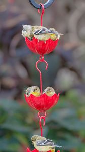 Preview wallpaper birds, feeder, blur