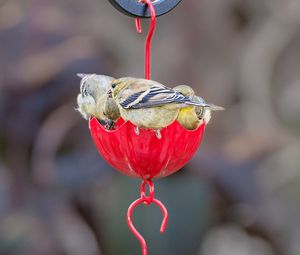 Preview wallpaper birds, feeder, blur
