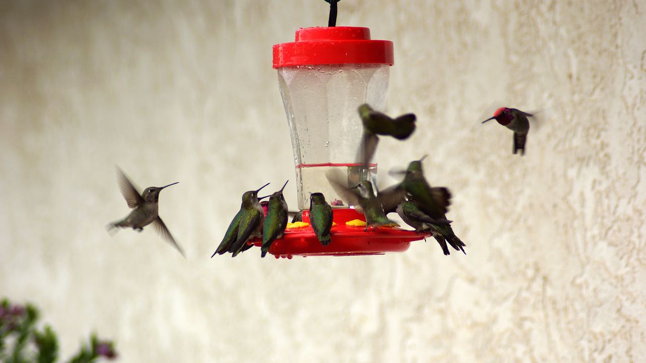 Wallpaper birds, feeders, drinkers, hummingbirds
