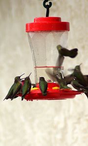 Preview wallpaper birds, feeders, drinkers, hummingbirds