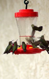 Preview wallpaper birds, feeders, drinkers, hummingbirds