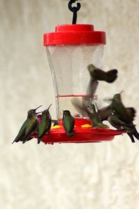 Preview wallpaper birds, feeders, drinkers, hummingbirds