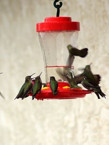 Preview wallpaper birds, feeders, drinkers, hummingbirds