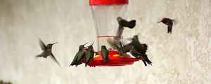 Preview wallpaper birds, feeders, drinkers, hummingbirds