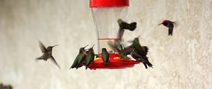 Preview wallpaper birds, feeders, drinkers, hummingbirds